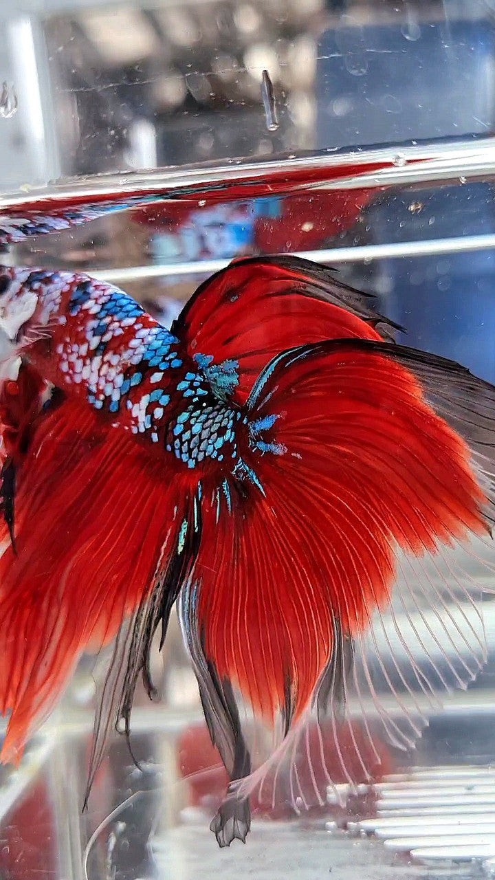SUPER GIANT HALFMOON TL 10CM+ RED FANCY GALAXY MULTICOLOR BETTA FISH