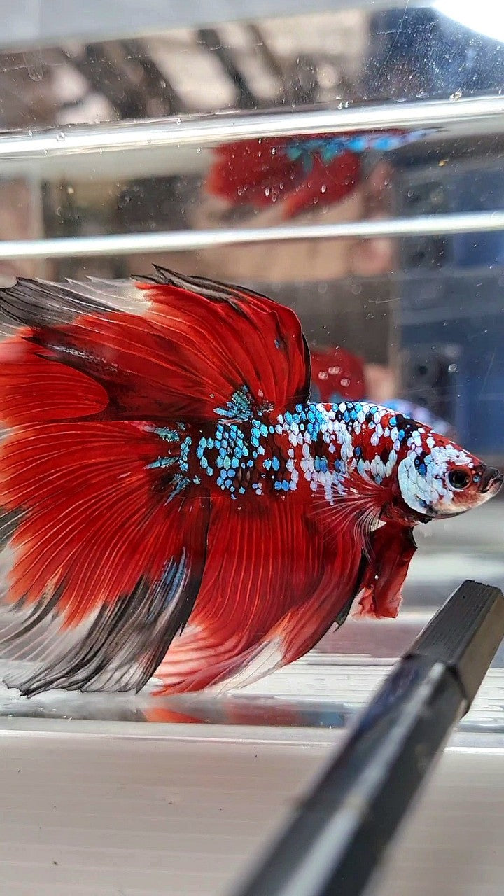 SUPER GIANT HALFMOON TL 10CM+ RED FANCY GALAXY MULTICOLOR BETTA FISH