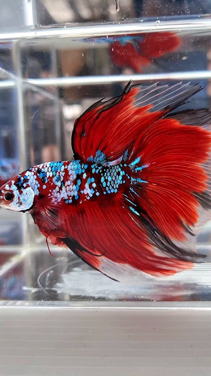 SUPER GIANT HALFMOON TL 10CM+ RED FANCY GALAXY MULTICOLOR BETTA FISH
