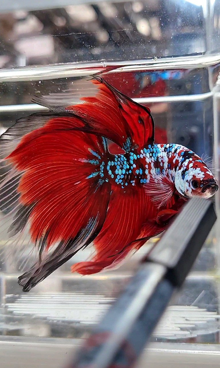 SUPER GIANT HALFMOON TL 10CM+ RED FANCY GALAXY MULTICOLOR BETTA FISH