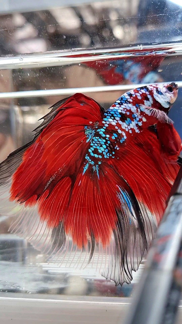 SUPER GIANT HALFMOON TL 10CM+ RED FANCY GALAXY MULTICOLOR BETTA FISH