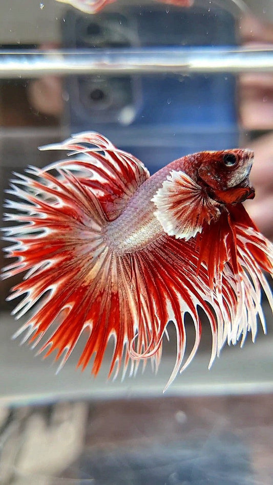 CROWNTAIL DUMBO EAR ROSEGOLD BETTA FISH (NOT BALANCE EAR)