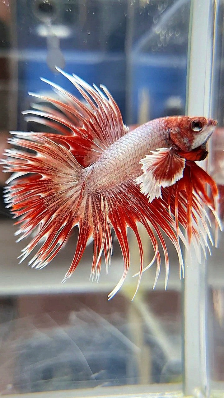 LUXURY CROWNTAIL DUMBO EAR ROSEGOLD BETTA FISH