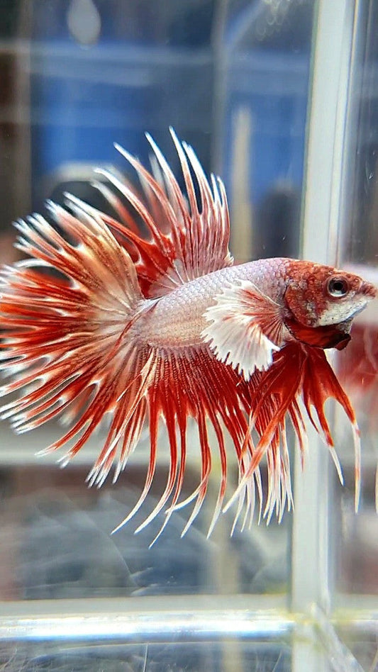 LUXURY CROWNTAIL DUMBO EAR ROSEGOLD BETTA FISH