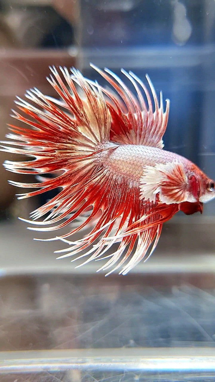 LUXURY CROWNTAIL DUMBO EAR ROSEGOLD BETTA FISH