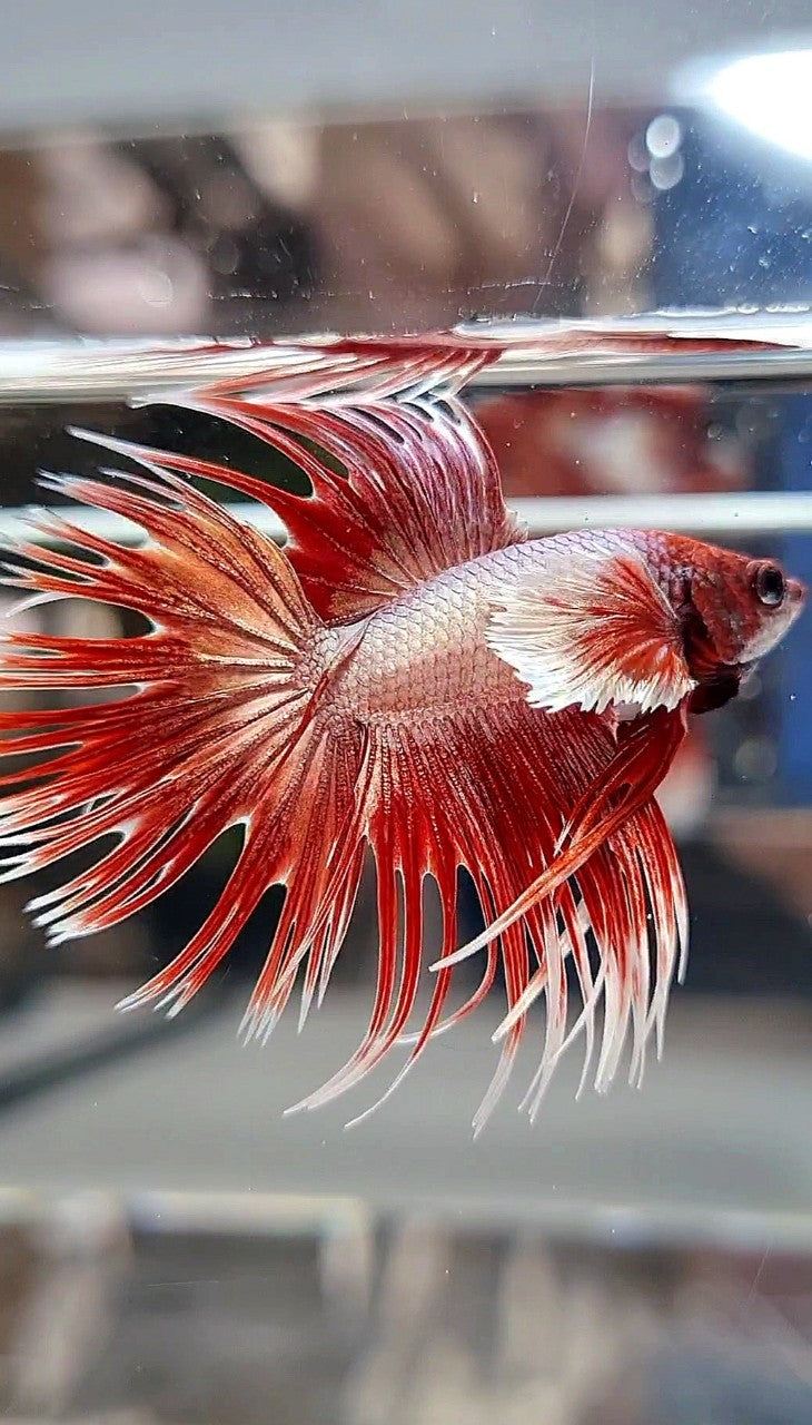 LUXURY CROWNTAIL DUMBO EAR ROSEGOLD BETTA FISH