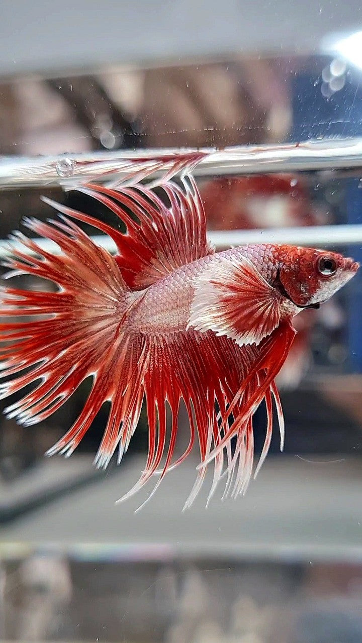 LUXURY CROWNTAIL DUMBO EAR ROSEGOLD BETTA FISH
