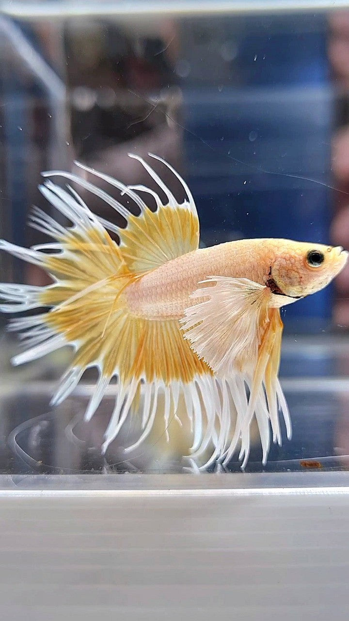 LUXURY CROWNTAIL DUMBO EAR GOLD BETTA FISH