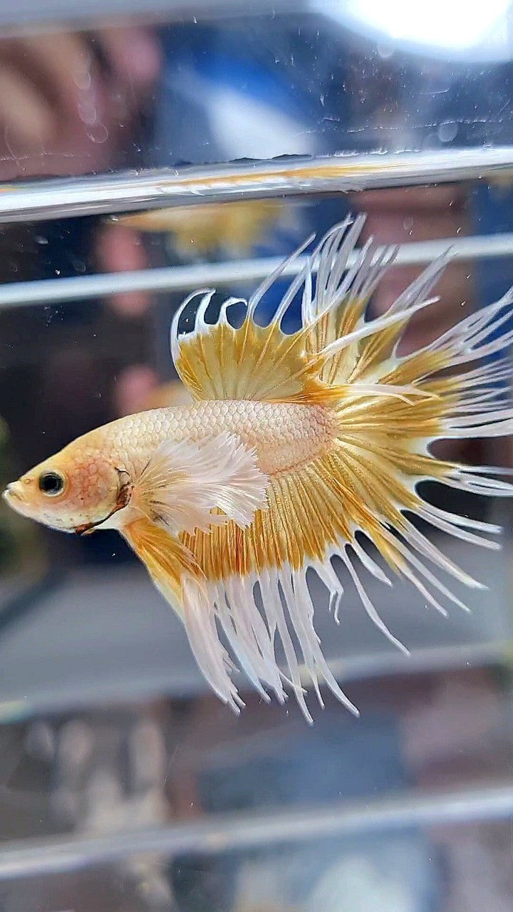 LUXURY CROWNTAIL DUMBO EAR GOLD BETTA FISH