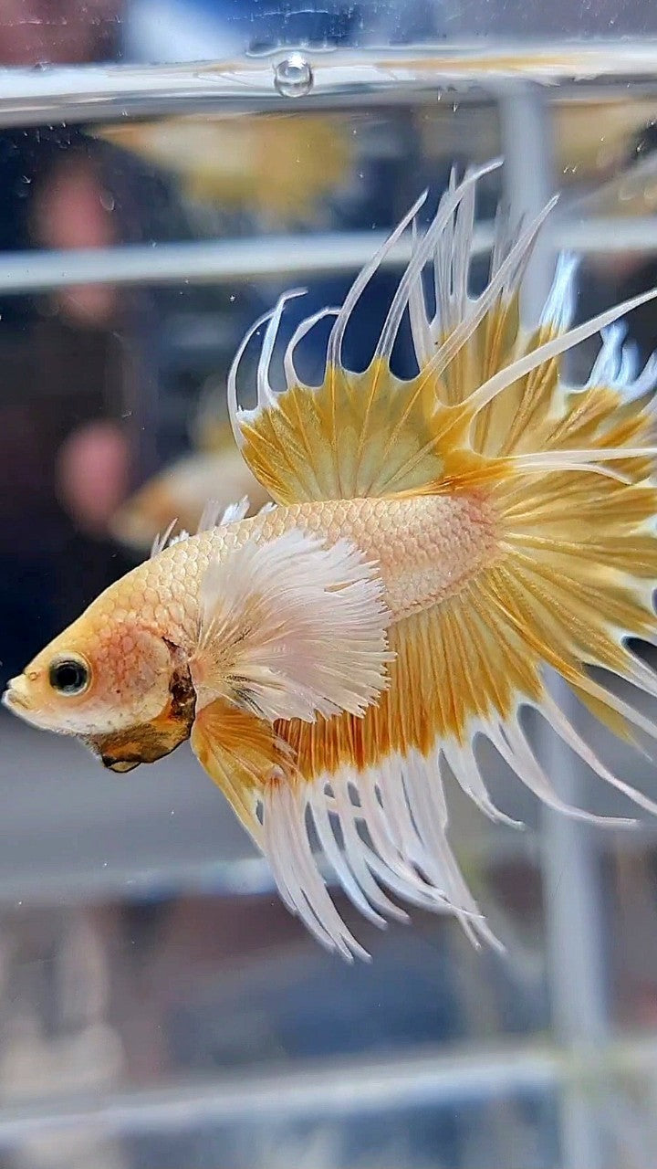 LUXURY CROWNTAIL DUMBO EAR GOLD BETTA FISH