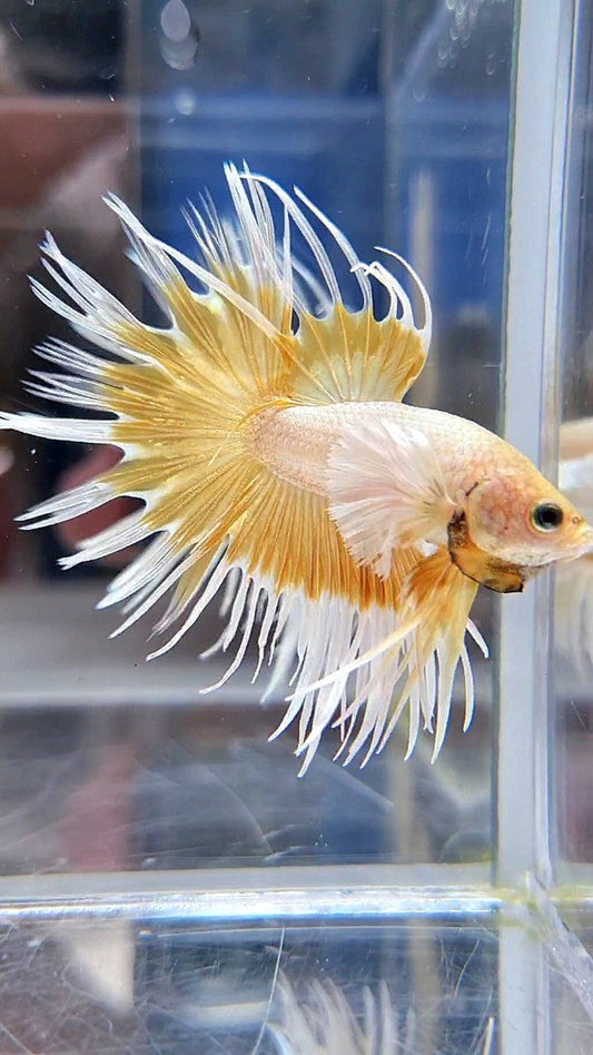 LUXURY CROWNTAIL DUMBO EAR GOLD BETTA FISH
