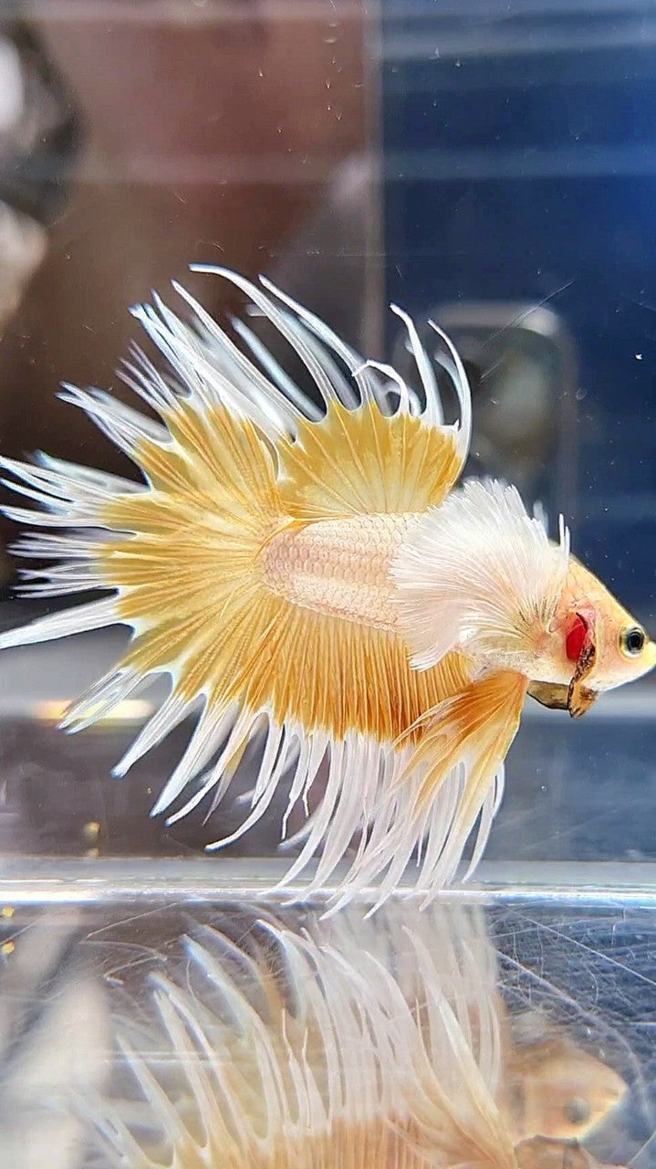 LUXURY CROWNTAIL DUMBO EAR GOLD BETTA FISH