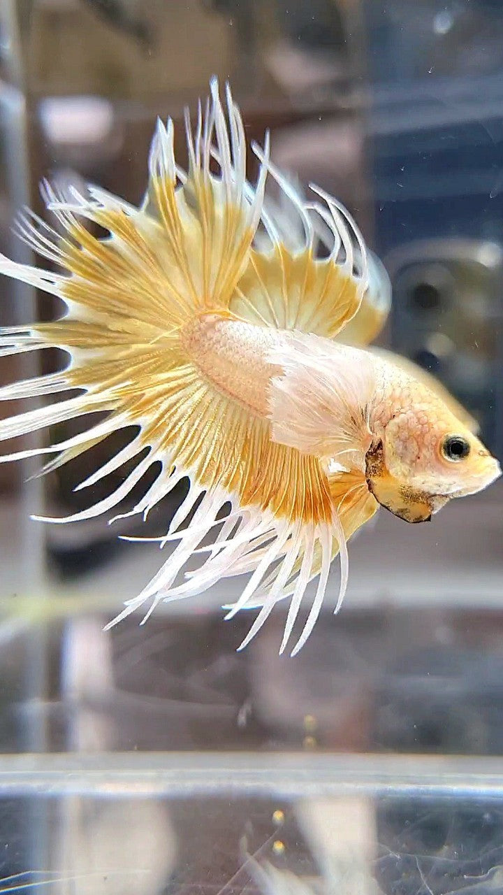 LUXURY CROWNTAIL DUMBO EAR GOLD BETTA FISH