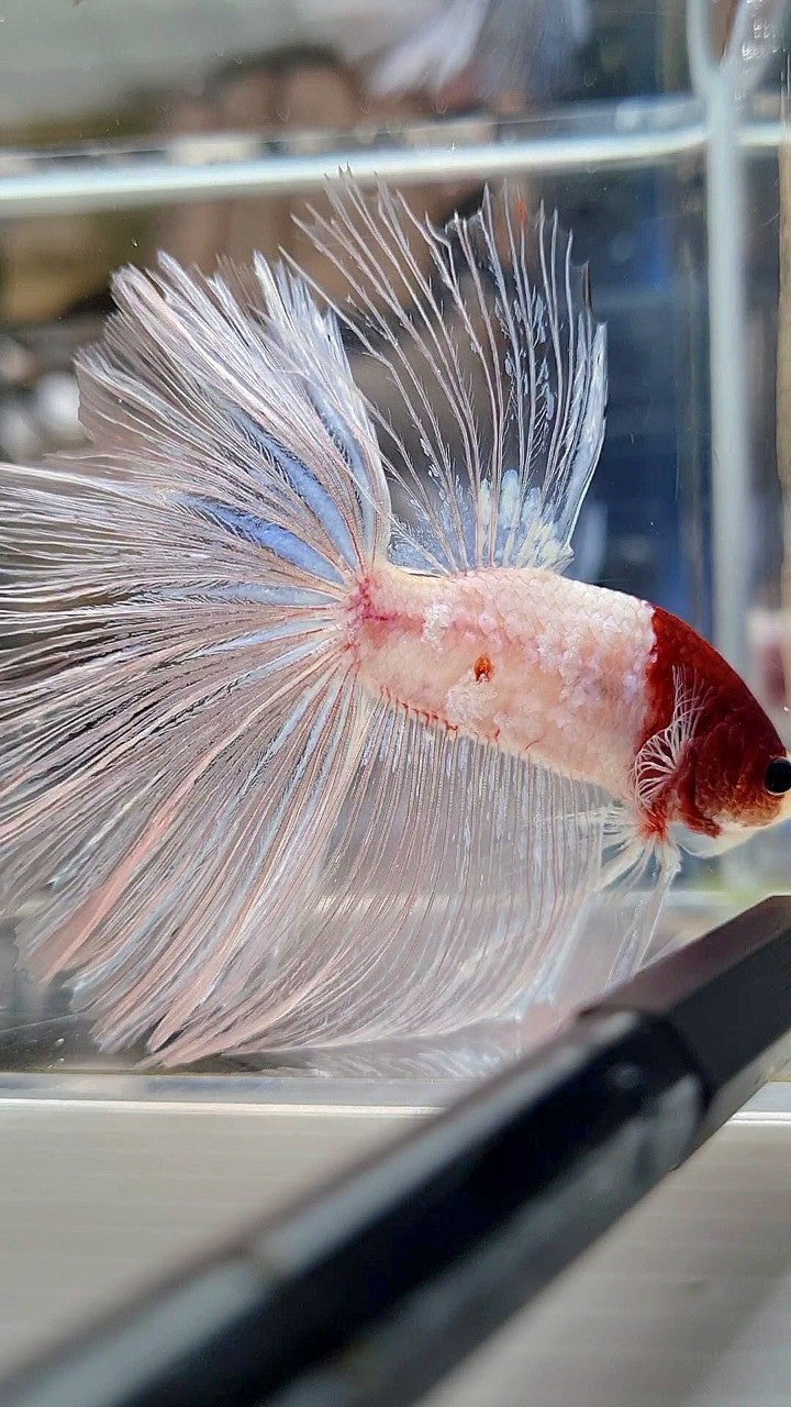 GIANT HALFMOON TL 8,5CM+ TANCHO RED UNIQUE BETTA FISH