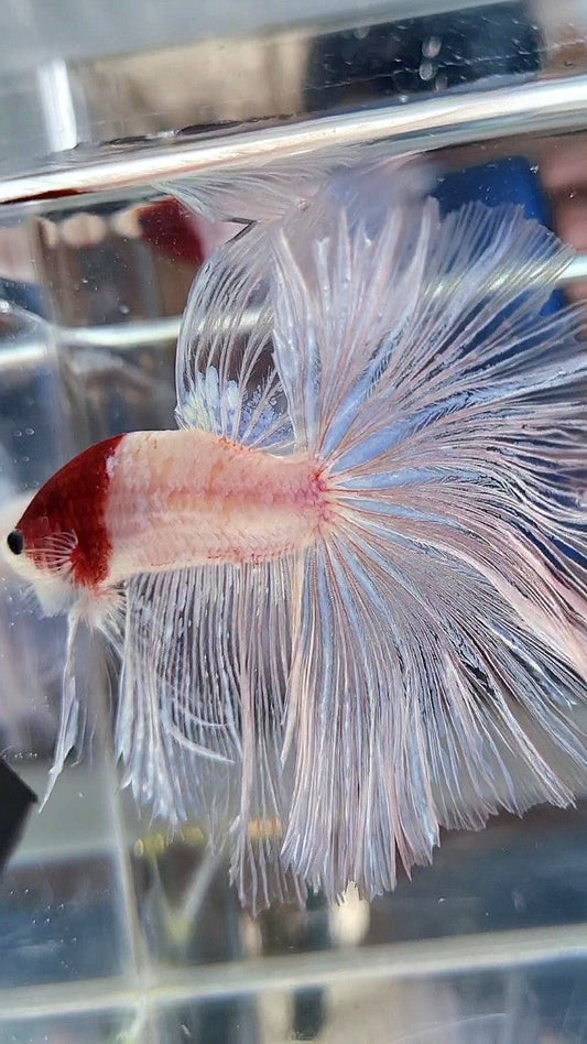 GIANT HALFMOON TL 8,5CM+ TANCHO RED UNIQUE BETTA FISH
