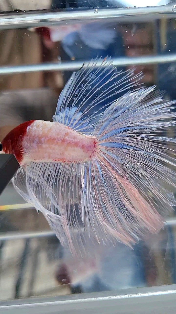 GIANT HALFMOON TL 8,5CM+ TANCHO RED UNIQUE BETTA FISH