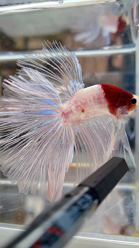 GIANT HALFMOON TL 8,5CM+ TANCHO RED UNIQUE BETTA FISH