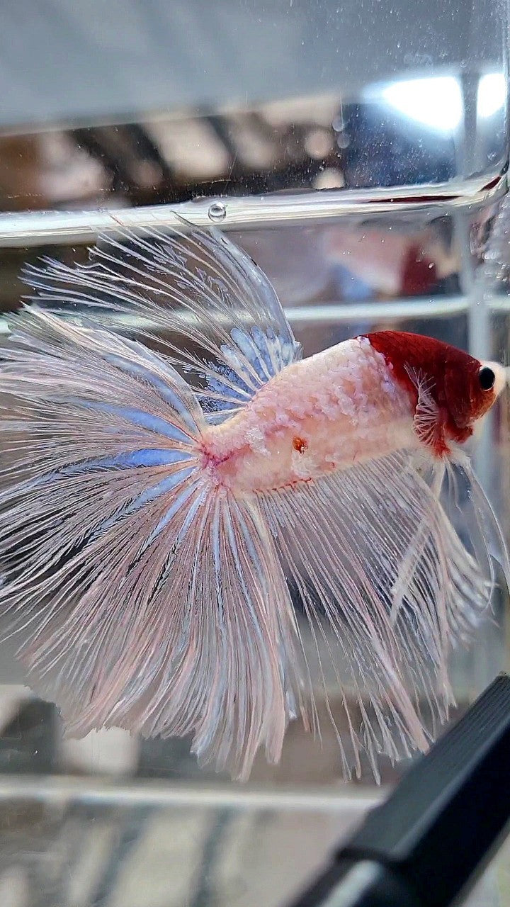 GIANT HALFMOON TL 8,5CM+ TANCHO RED UNIQUE BETTA FISH