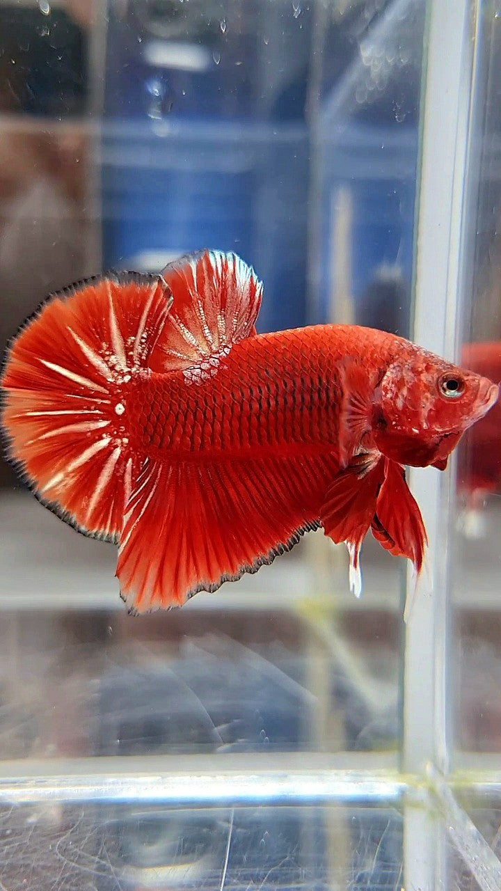 HMPK RED GOLD STARTAIL UNIQUE BETTA FISH