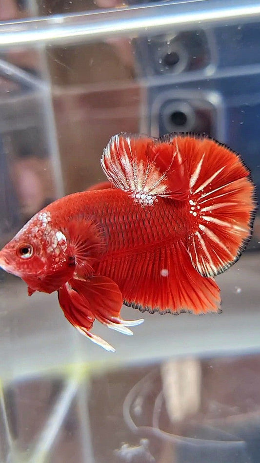 HMPK RED GOLD STARTAIL UNIQUE BETTA FISH