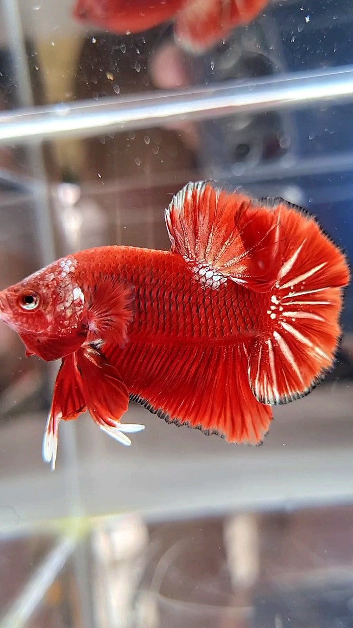 HMPK RED GOLD STARTAIL UNIQUE BETTA FISH