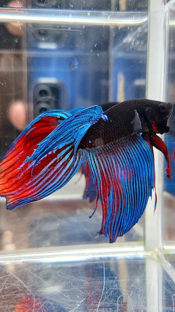VEILTAIL BLACK SAPPHIRE AVATAR BETTA FISH