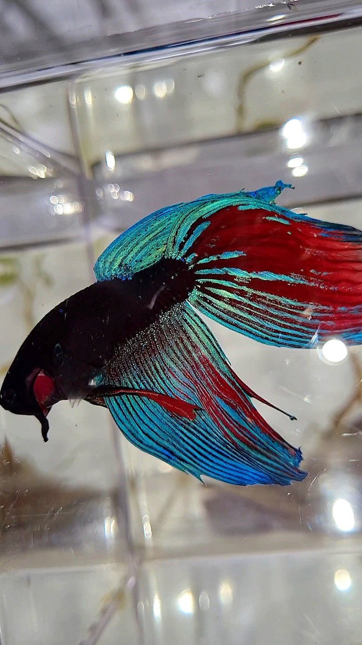 VEILTAIL BLACK SAPPHIRE AVATAR BETTA FISH