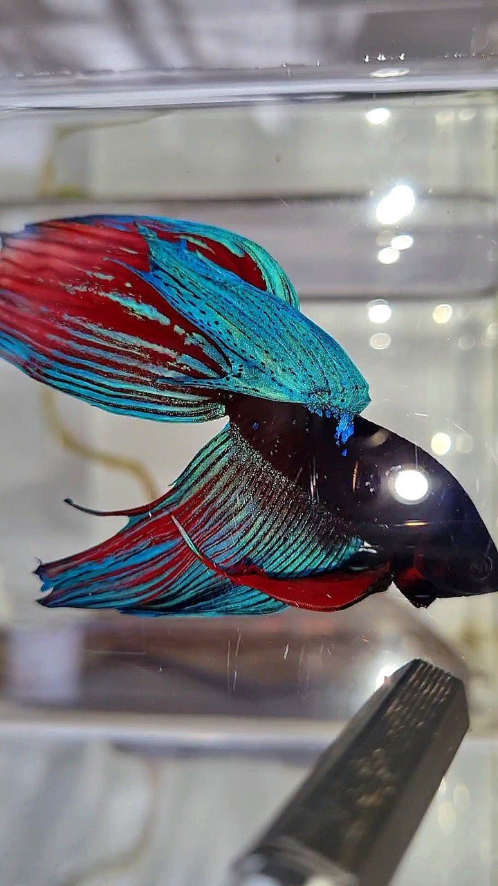 VEILTAIL BLACK SAPPHIRE AVATAR BETTA FISH
