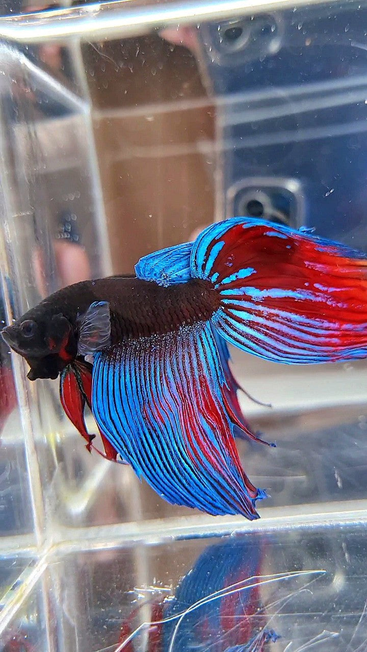 VEILTAIL BLACK SAPPHIRE AVATAR BETTA FISH