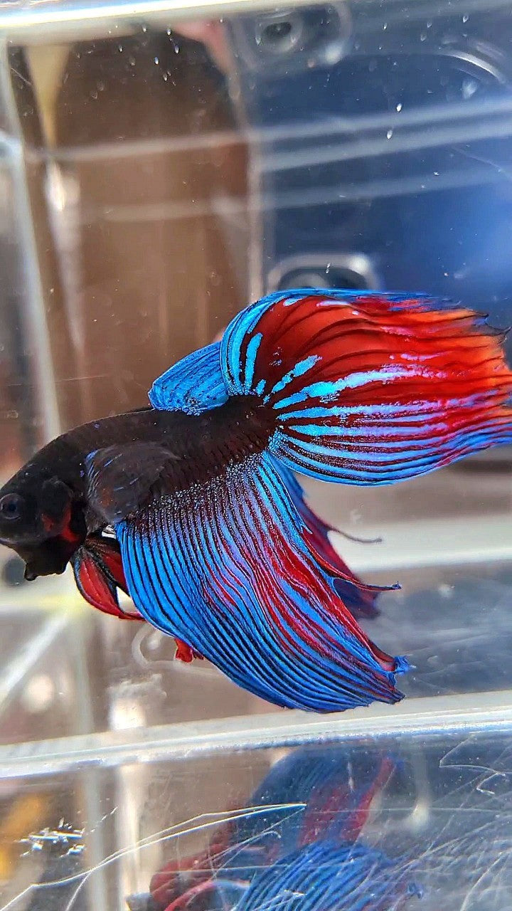 VEILTAIL BLACK SAPPHIRE AVATAR BETTA FISH
