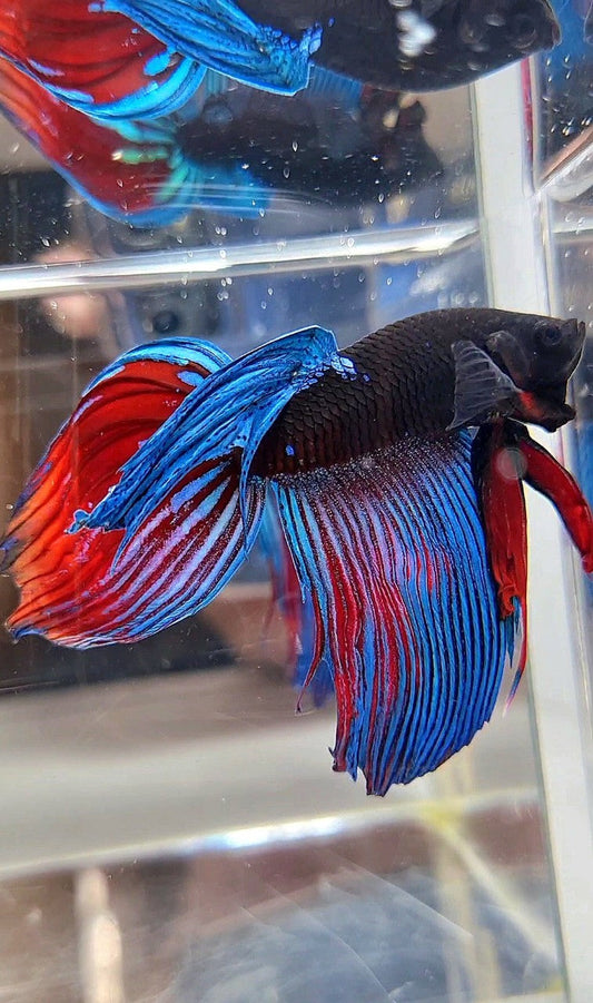 VEILTAIL BLACK SAPPHIRE AVATAR BETTA FISH