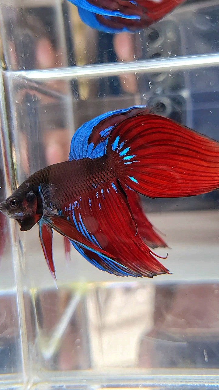 VEILTAIL BLACK VAMPIRE AVATAR BETTA FISH