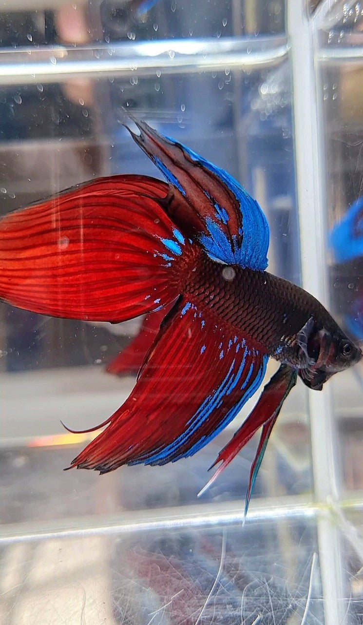 VEILTAIL BLACK VAMPIRE AVATAR BETTA FISH