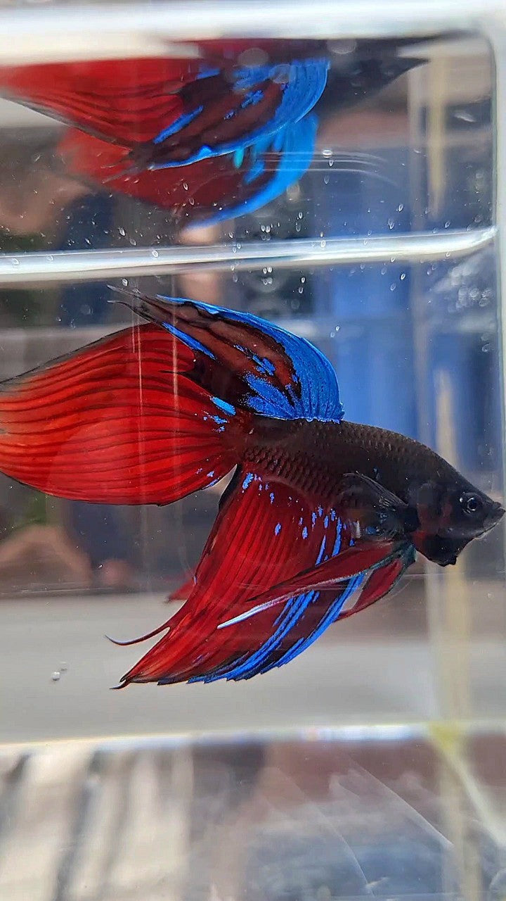 VEILTAIL BLACK VAMPIRE AVATAR BETTA FISH