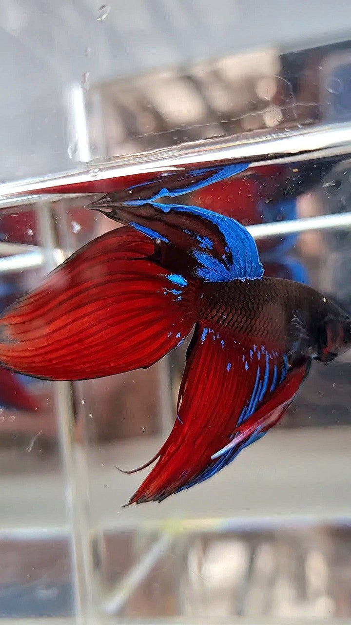 VEILTAIL BLACK VAMPIRE AVATAR BETTA FISH