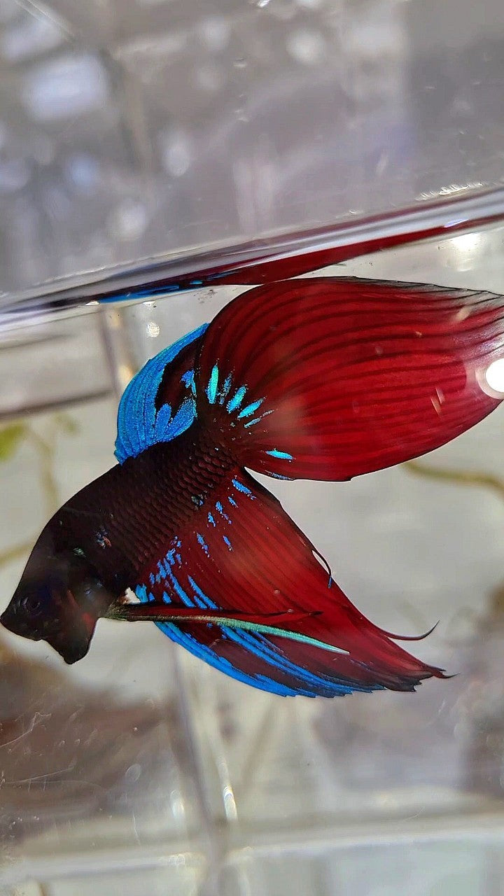 VEILTAIL BLACK VAMPIRE AVATAR BETTA FISH