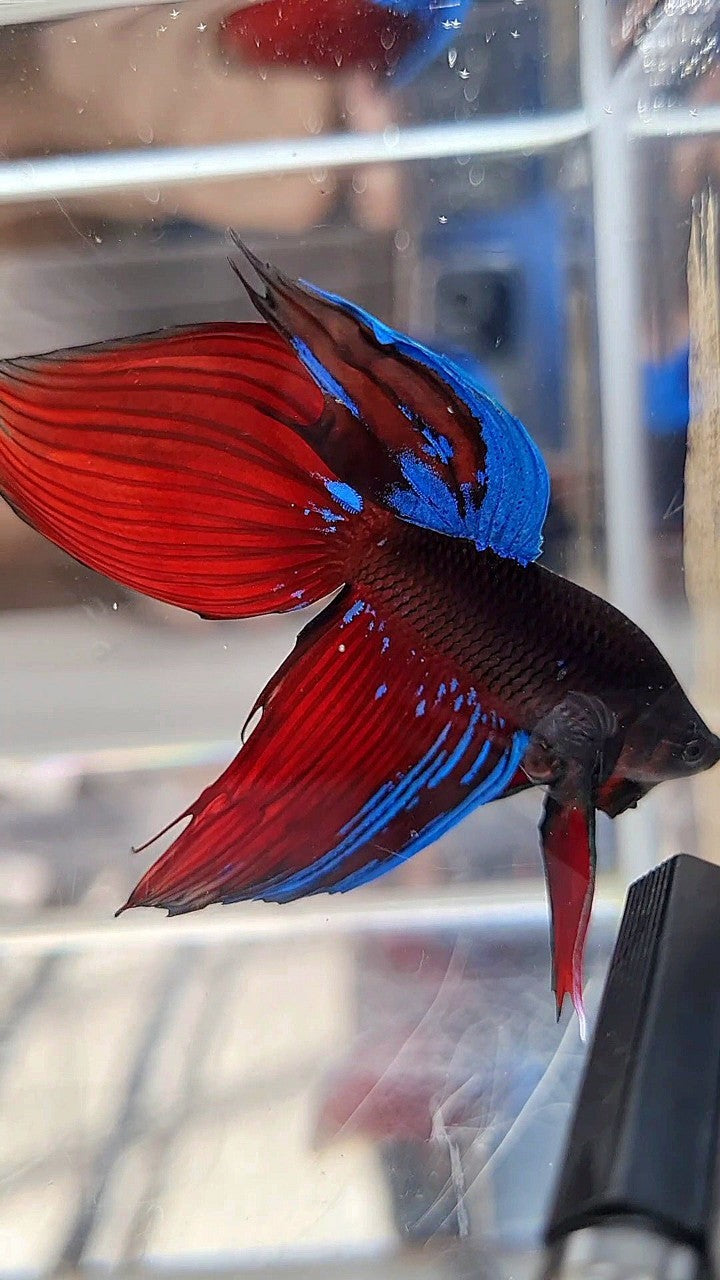 VEILTAIL BLACK VAMPIRE AVATAR BETTA FISH