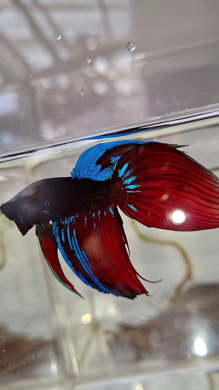 VEILTAIL BLACK VAMPIRE AVATAR BETTA FISH