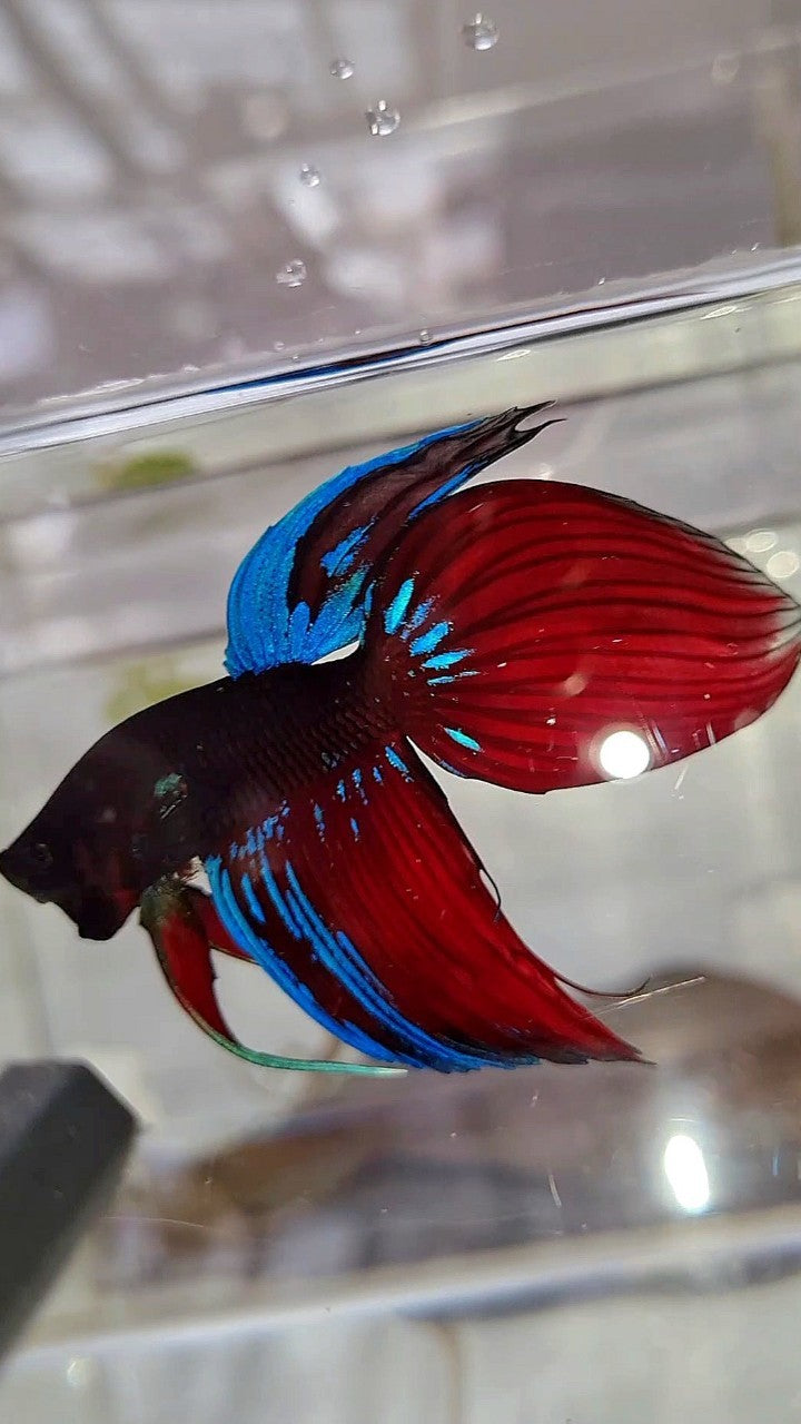 VEILTAIL BLACK VAMPIRE AVATAR BETTA FISH