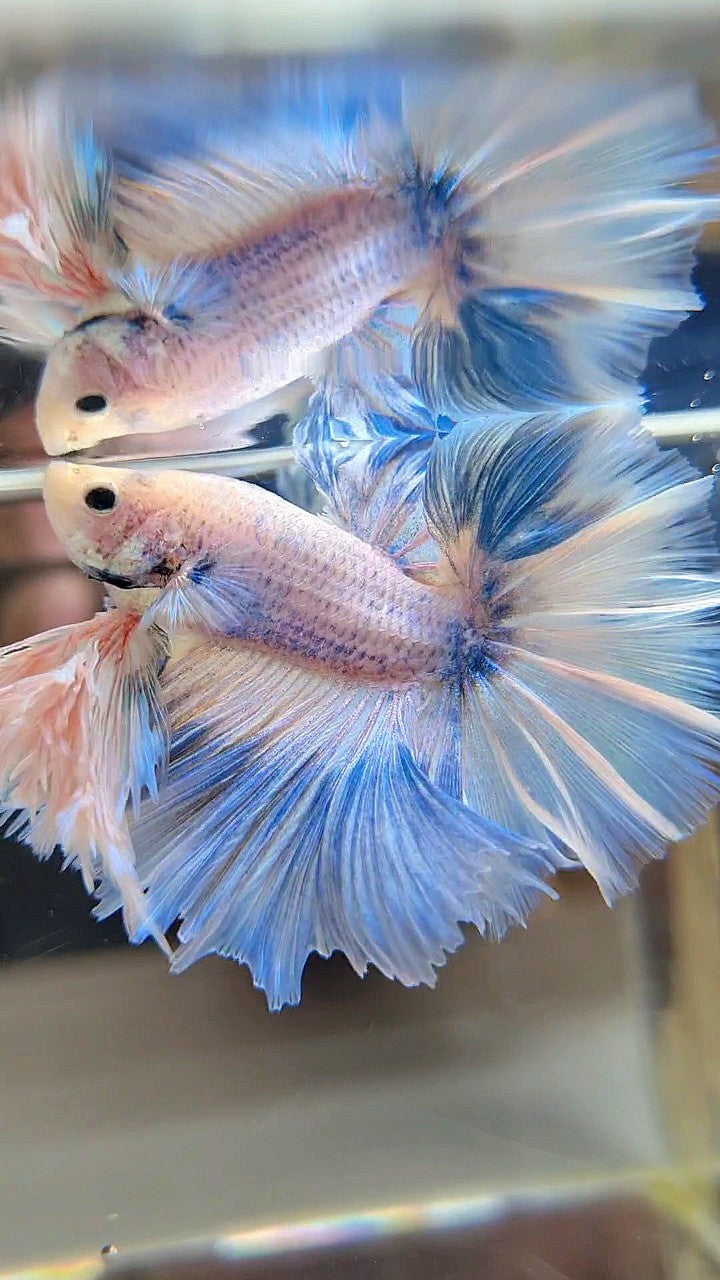 LUXURY KING FEATHER TAIL HALFMOON BLUE SKY GRIZZLE BETTA FISH