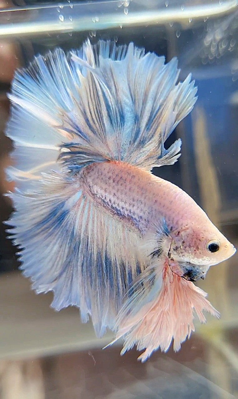LUXURY KING FEATHER TAIL HALFMOON BLUE SKY GRIZZLE BETTA FISH