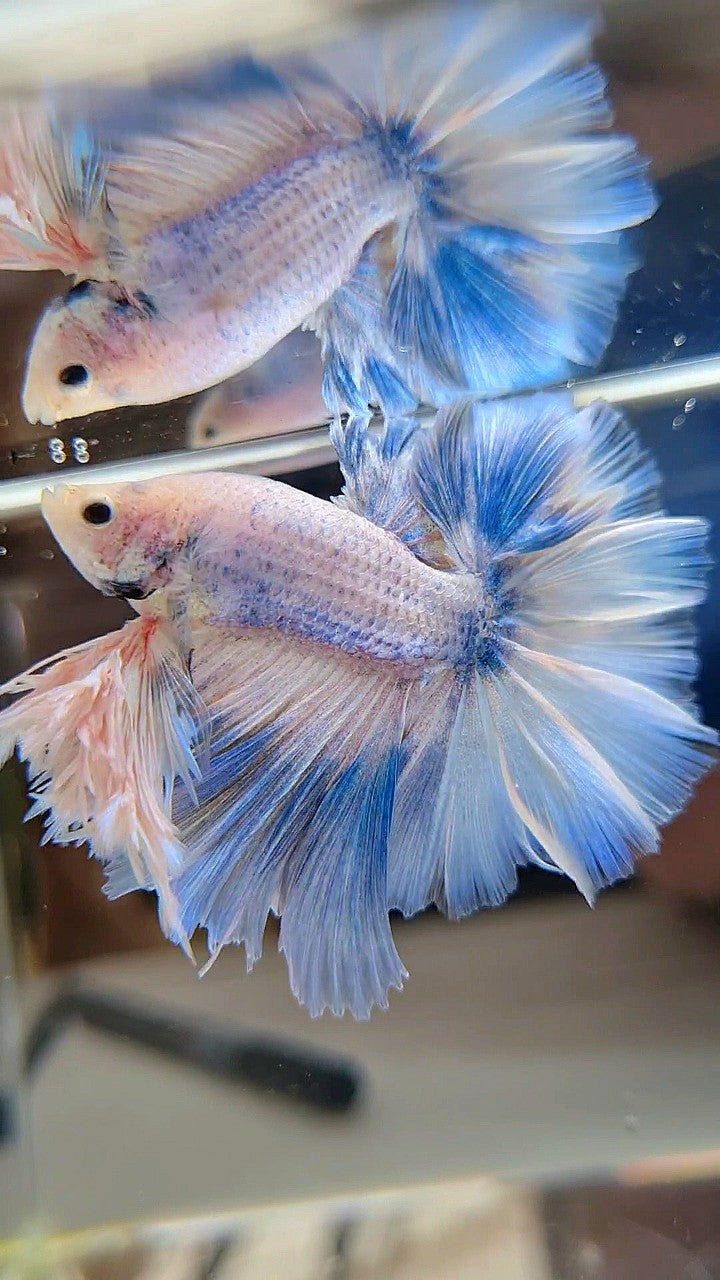 LUXURY KING FEATHER TAIL HALFMOON BLUE SKY GRIZZLE BETTA FISH