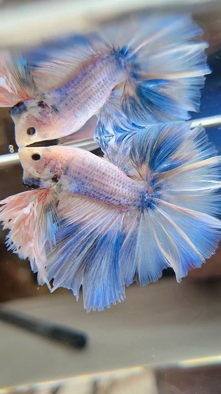 LUXURY KING FEATHER TAIL HALFMOON BLUE SKY GRIZZLE BETTA FISH