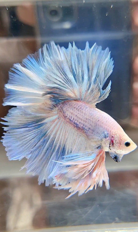 LUXURY KING FEATHER TAIL HALFMOON BLUE SKY GRIZZLE BETTA FISH
