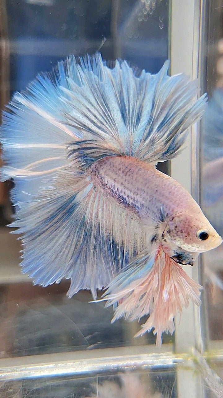 LUXURY KING FEATHER TAIL HALFMOON BLUE SKY GRIZZLE BETTA FISH