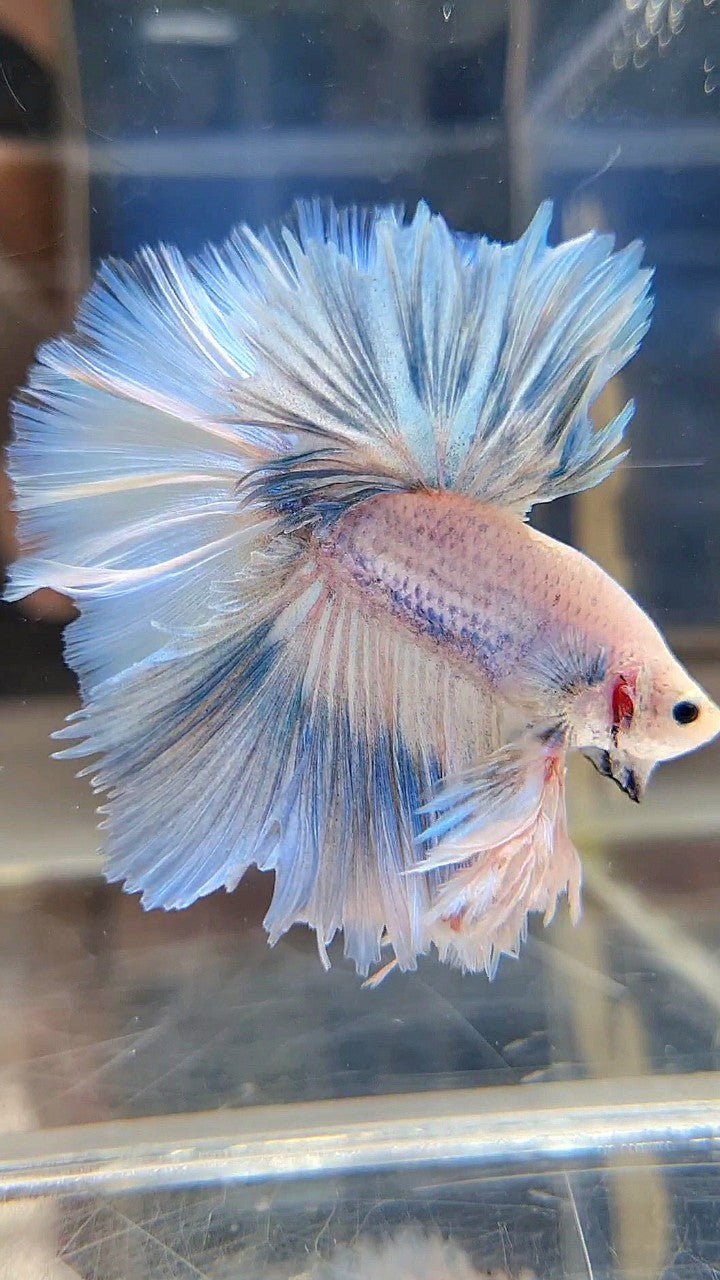 LUXURY KING FEATHER TAIL HALFMOON BLUE SKY GRIZZLE BETTA FISH