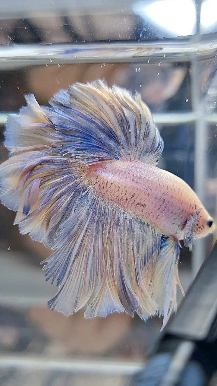 HALFMOON FEATHER TAIL WHITE YELLOWISH GRIZZLE BETTA FISH