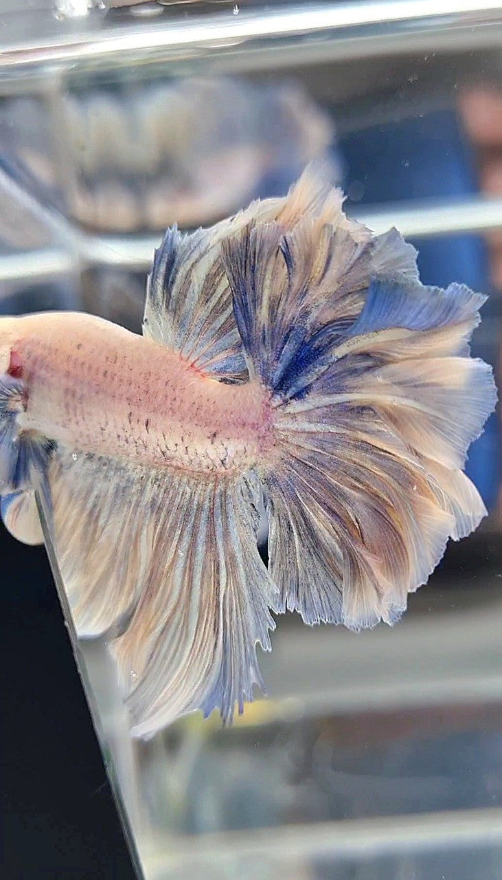 HALFMOON FEATHER TAIL WHITE YELLOWISH GRIZZLE BETTA FISH
