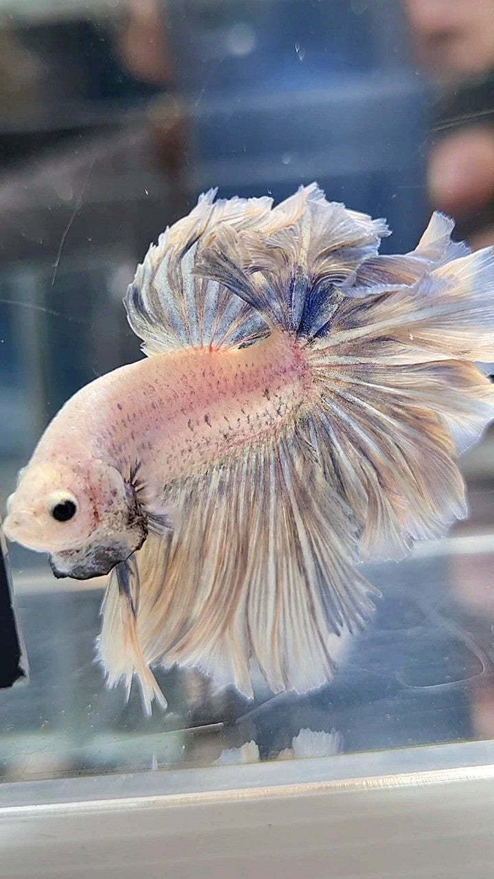 HALFMOON FEATHER TAIL WHITE YELLOWISH GRIZZLE BETTA FISH