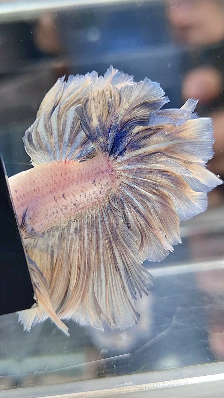 HALFMOON FEATHER TAIL WHITE YELLOWISH GRIZZLE BETTA FISH